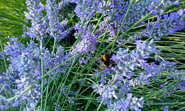 Bee at work. Photo © snobb.net